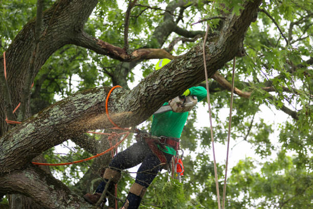 Best Hazardous Tree Removal  in USA